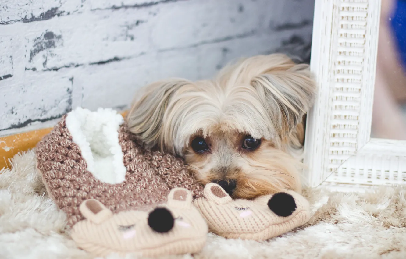 Photo wallpaper look, dog, wool, mirror, Slippers