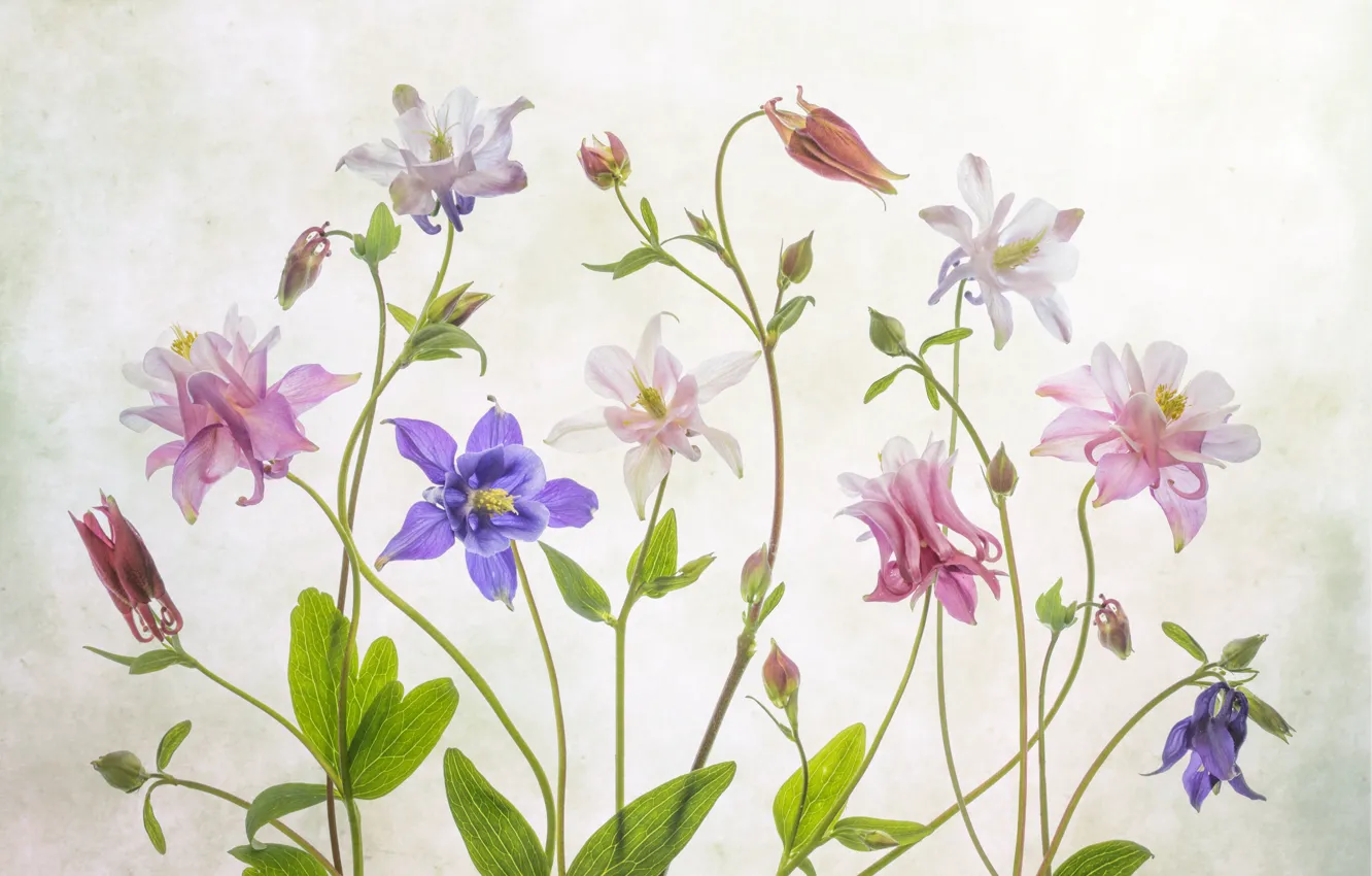 Photo wallpaper flowers, Aquilegia, The catchment, Orlici, Ranunculaceae
