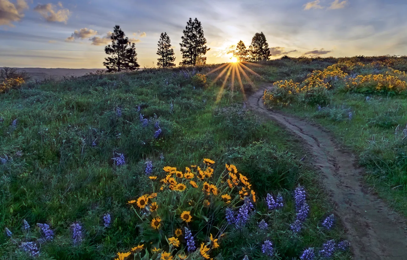 Photo wallpaper road, summer, sunset