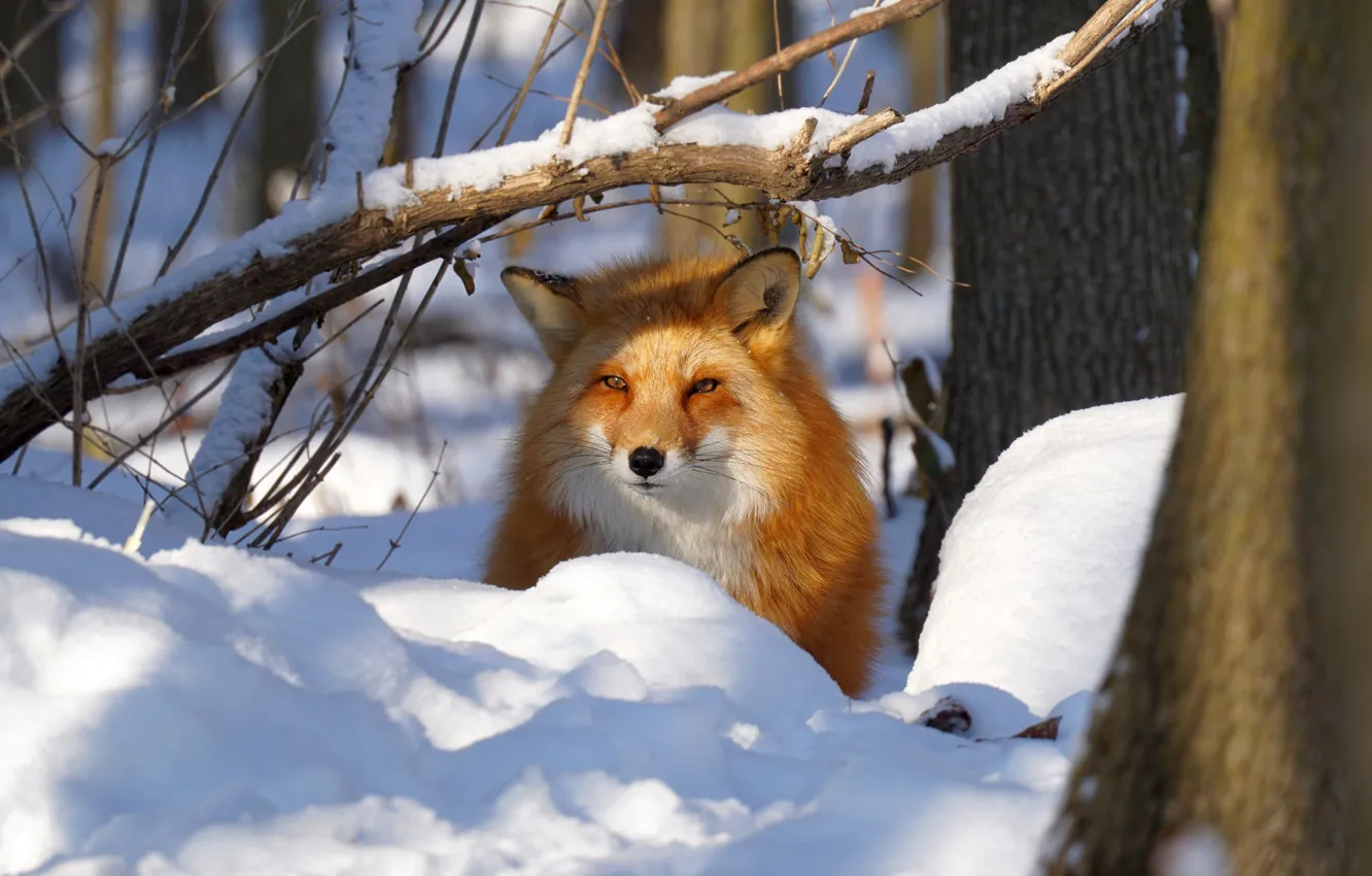 Photo wallpaper winter, forest, look, light, snow, trees, branches, nature
