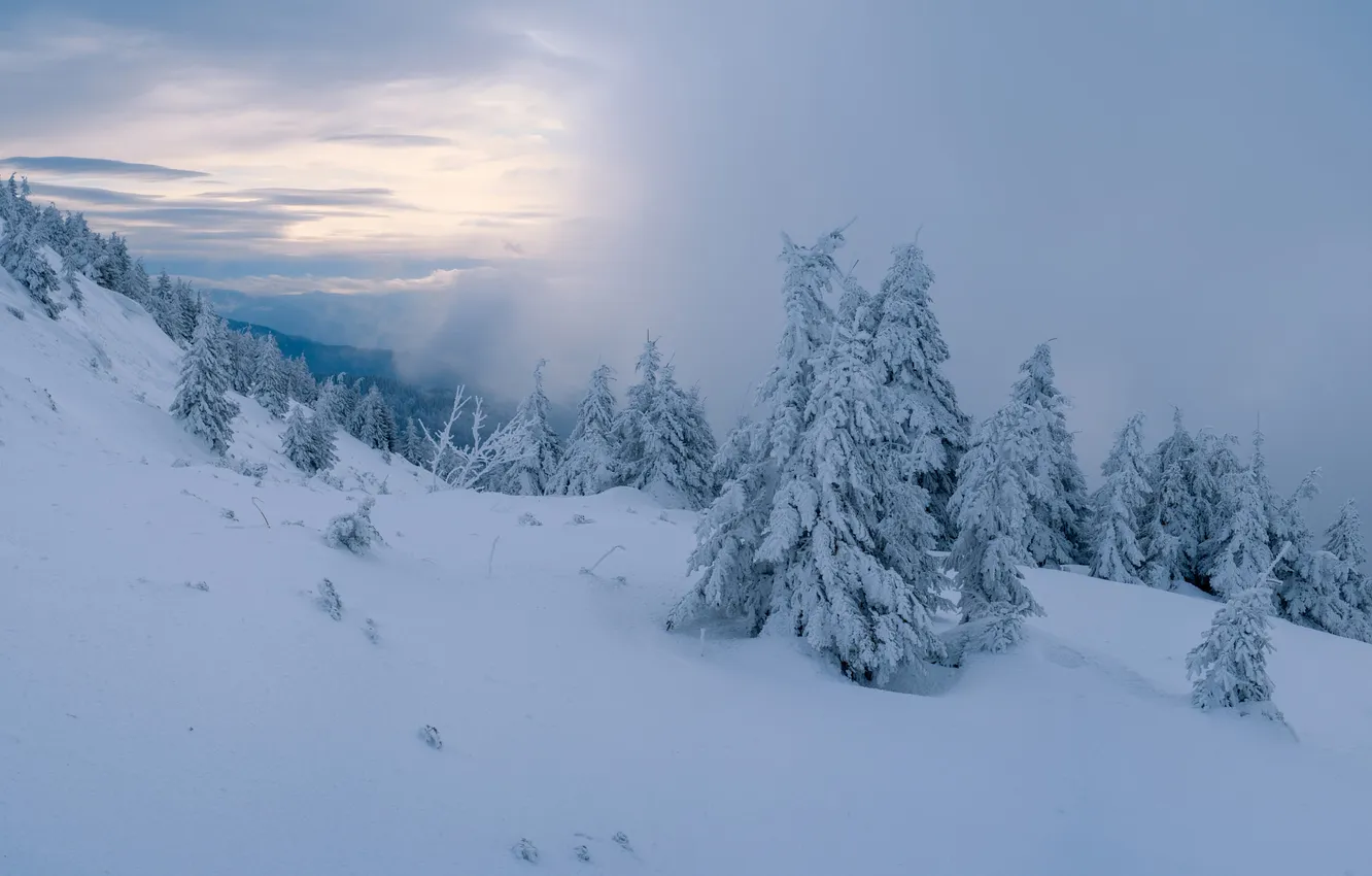 Photo wallpaper winter, frost, forest, clouds, snow, nature, fog, hills