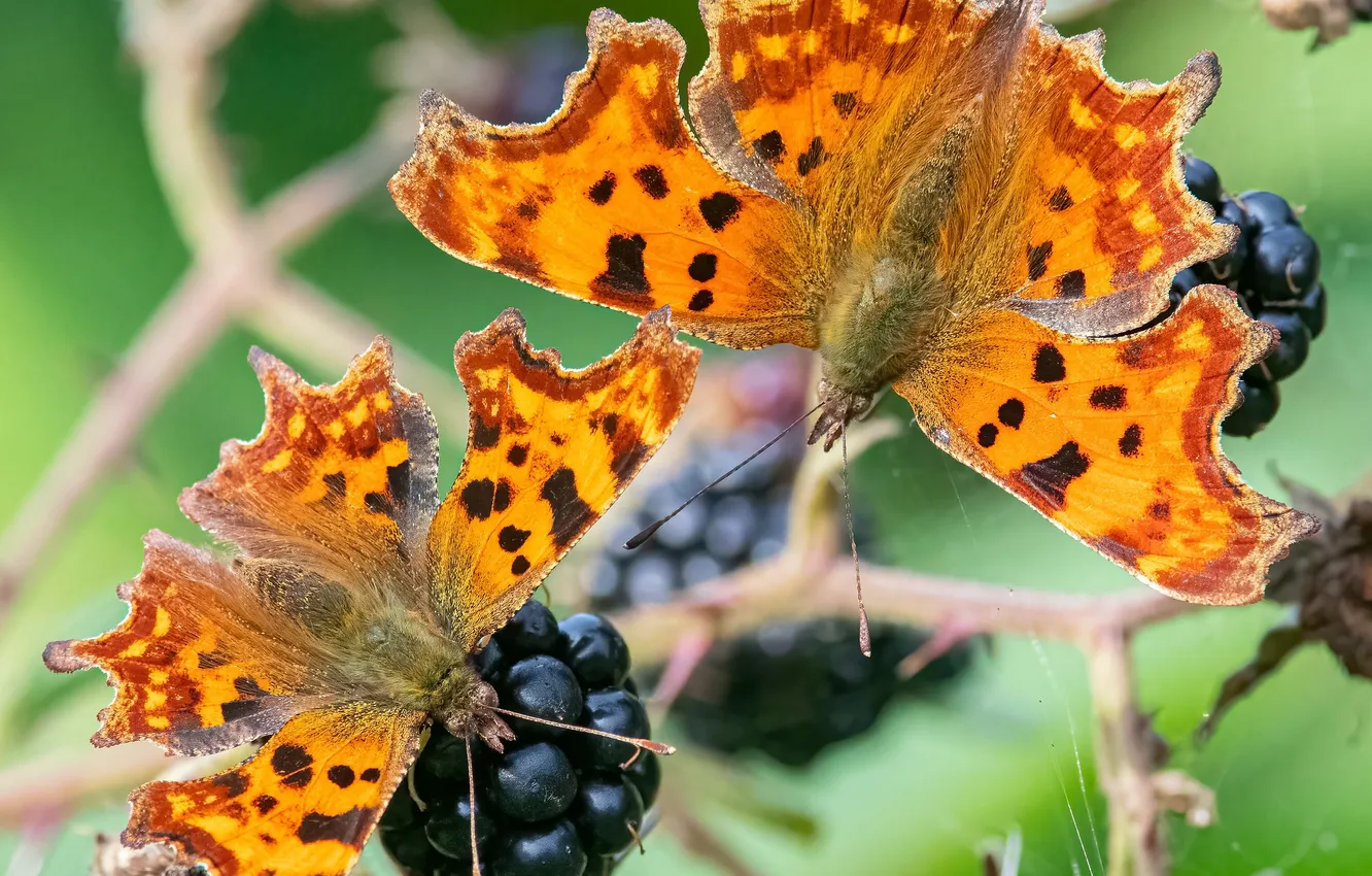 Photo wallpaper berries, background, butterfly