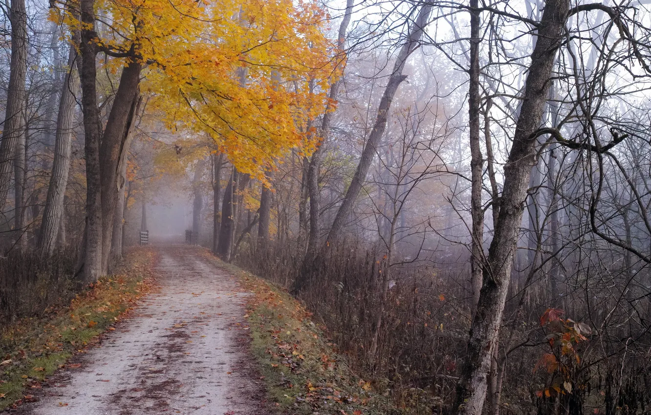 Photo wallpaper road, autumn, trees, fog