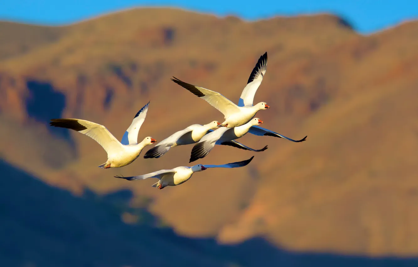Photo wallpaper birds, flight, geese