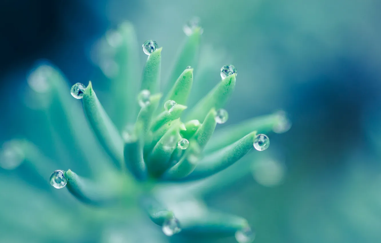 Photo wallpaper water, drops, macro, Rosa, plant