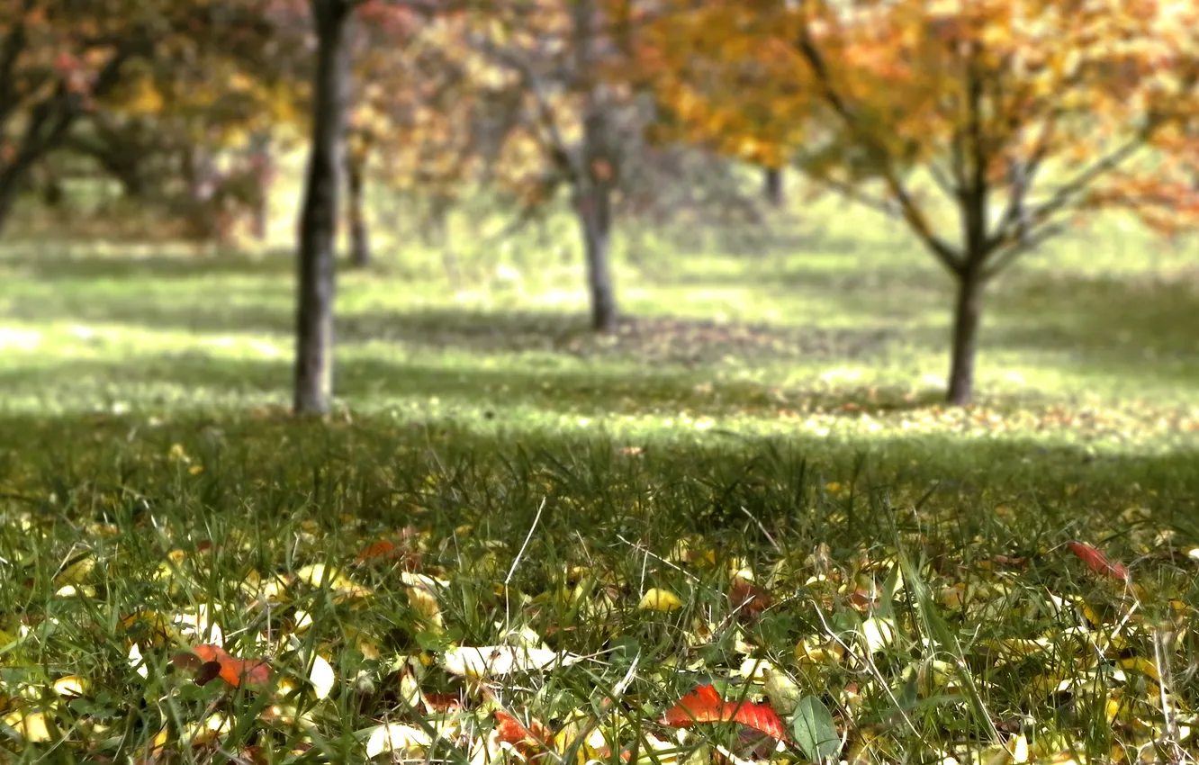 Photo wallpaper autumn, grass, leaves, trees, garden