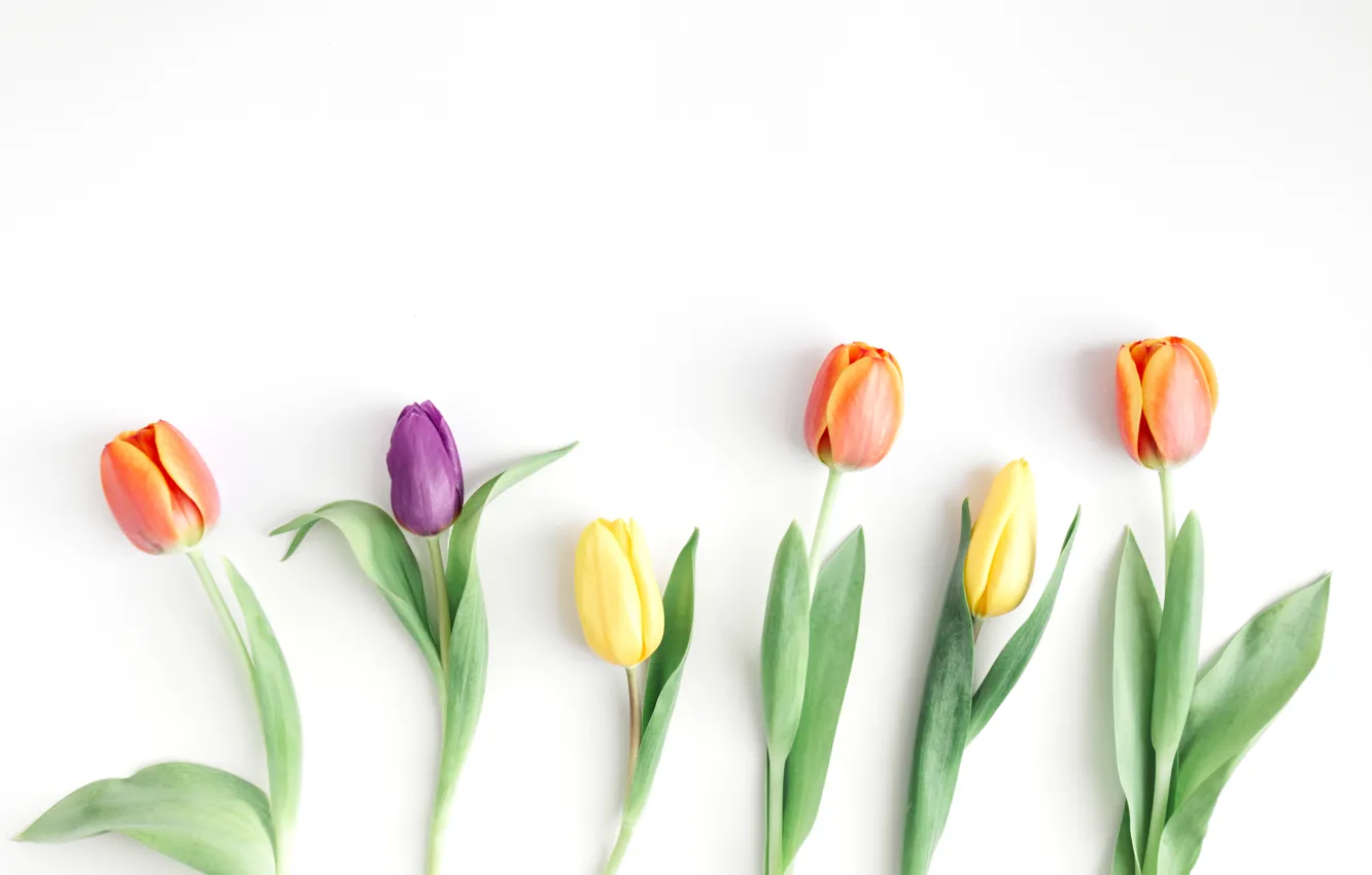 Photo wallpaper flowers, colorful, tulips, fresh, wood, flowers, beautiful, tulips
