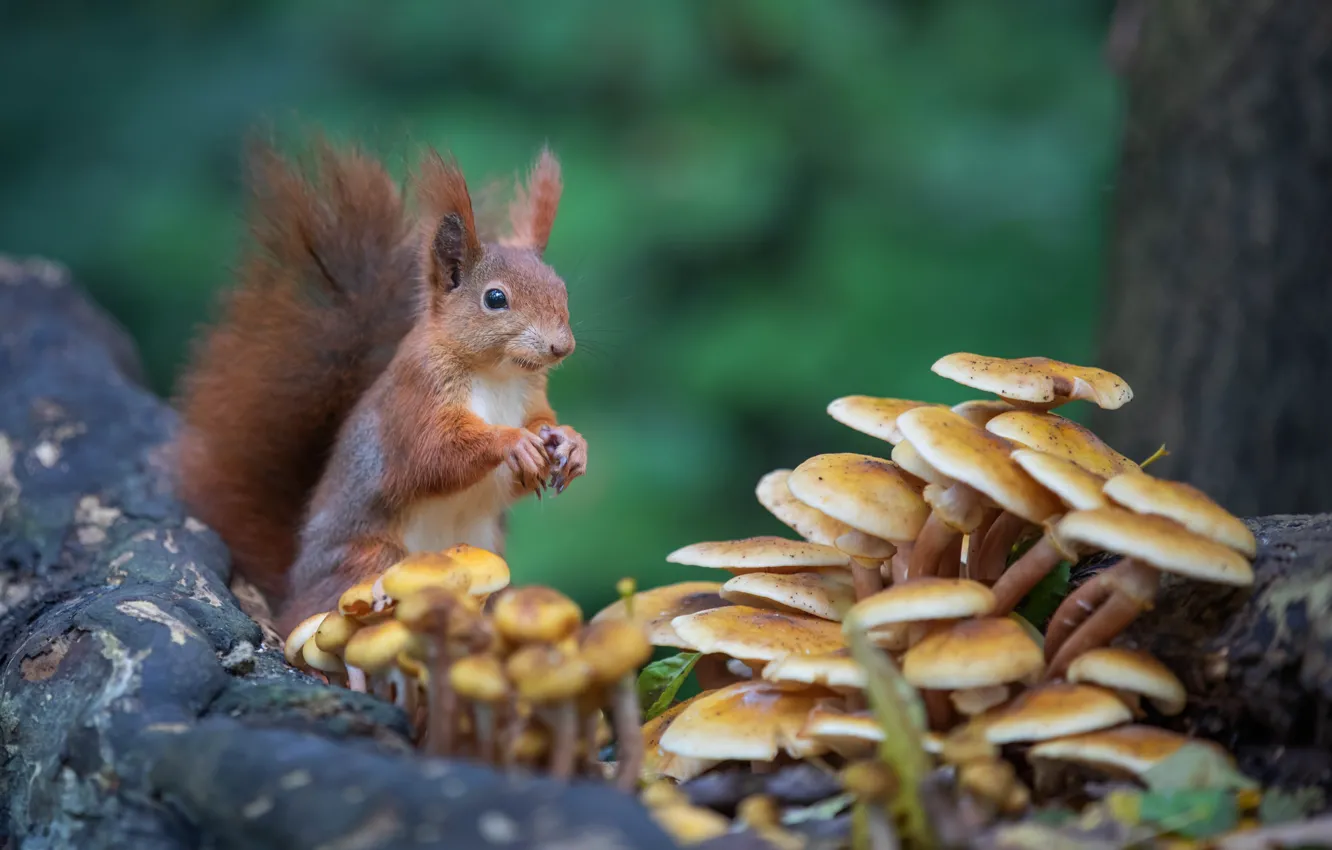 Photo wallpaper mushrooms, protein, sitting