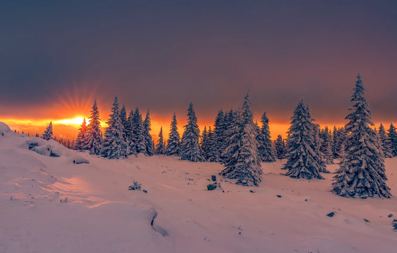 Photo wallpaper winter, the sun, rays, snow, trees, landscape, sunset, nature