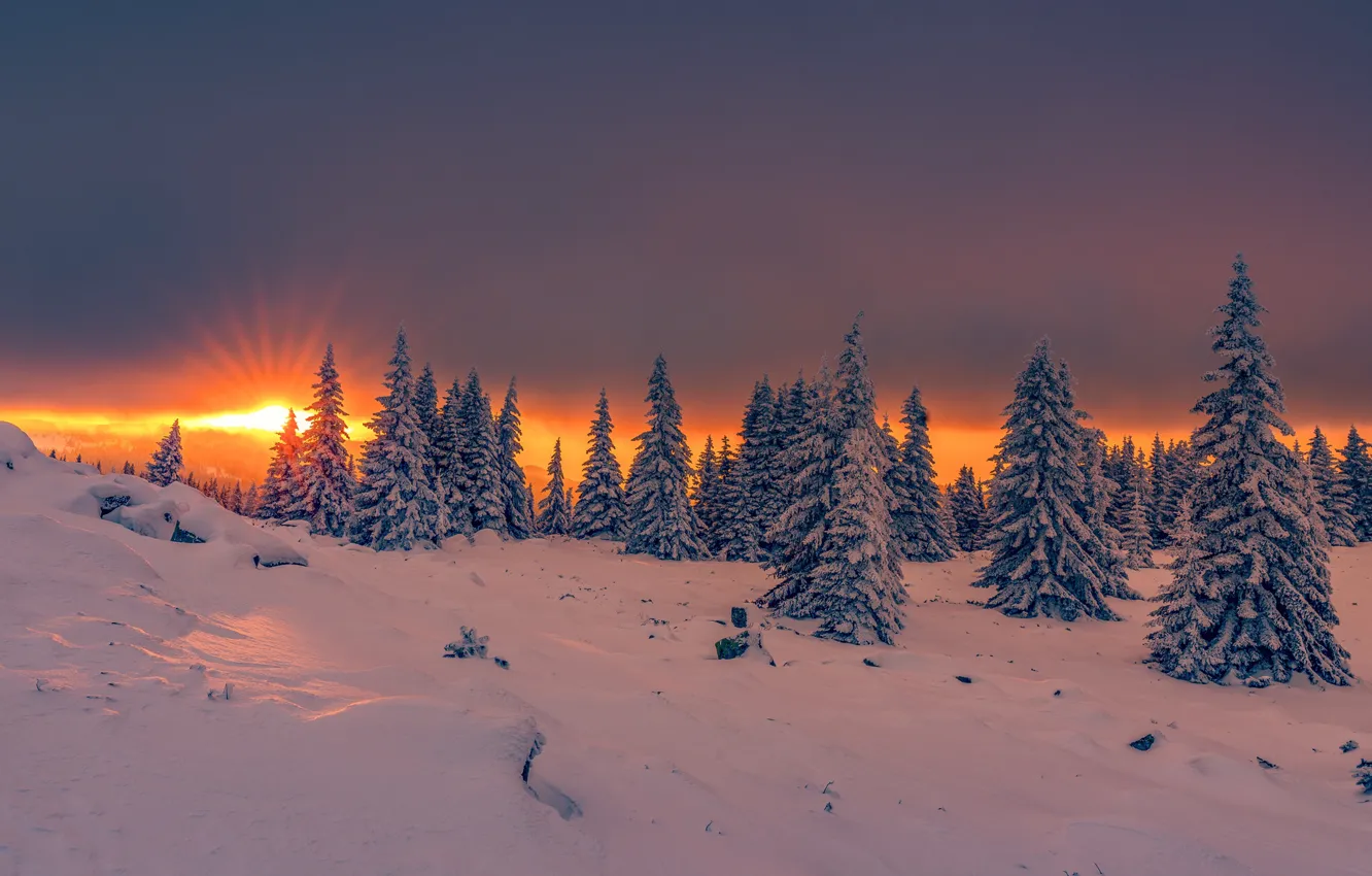 Photo wallpaper winter, the sun, rays, snow, trees, landscape, sunset, mountains