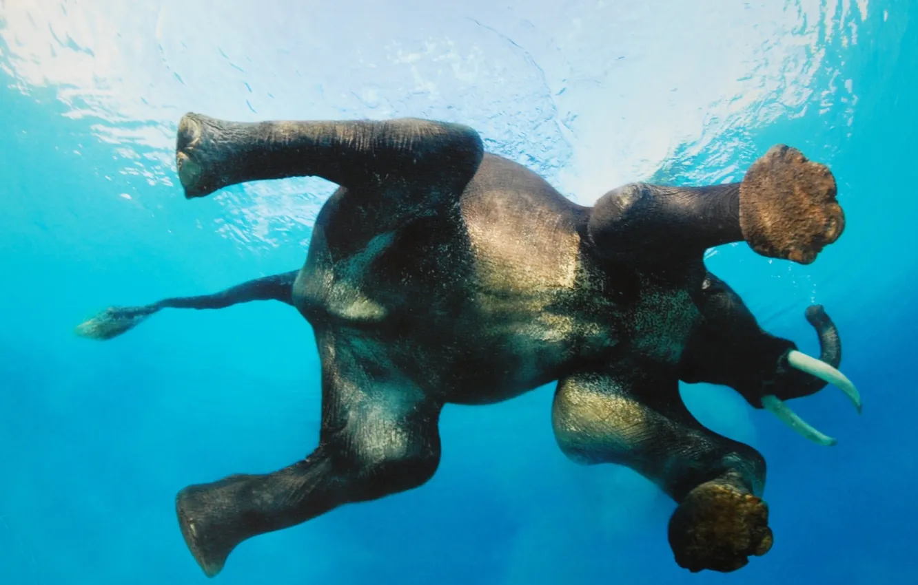 Photo wallpaper wallpaper, river, Super, elephant, Sweeming