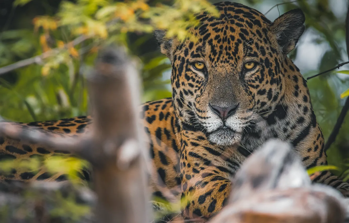 Photo wallpaper look, face, predator, Jaguar, wild cat