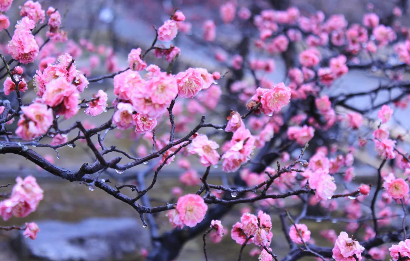 Photo wallpaper water, drops, flowers, spring, Japan, Kyoto, Imperial garden