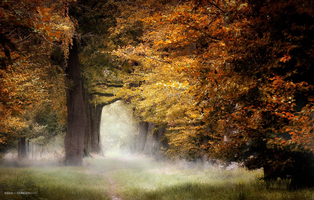 Photo wallpaper autumn, trees, nature, fog, Park, morning, Kees van Dongen