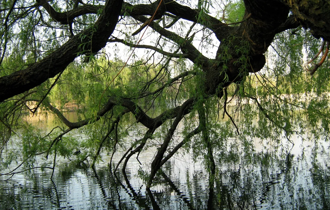 Photo wallpaper the city, Park, Chisinau