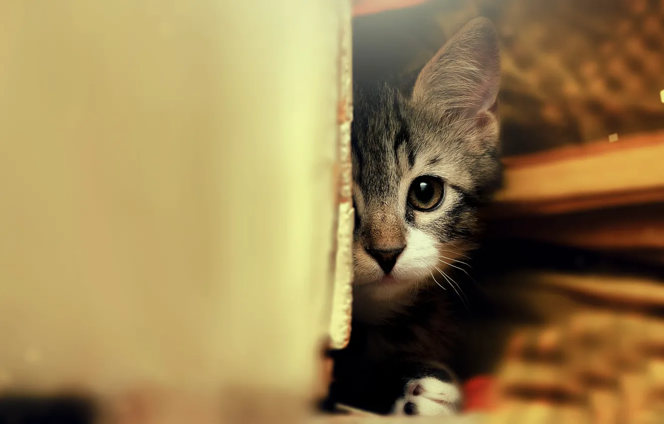 Photo wallpaper cat, look, grey, legs, the door, kitty, face, striped