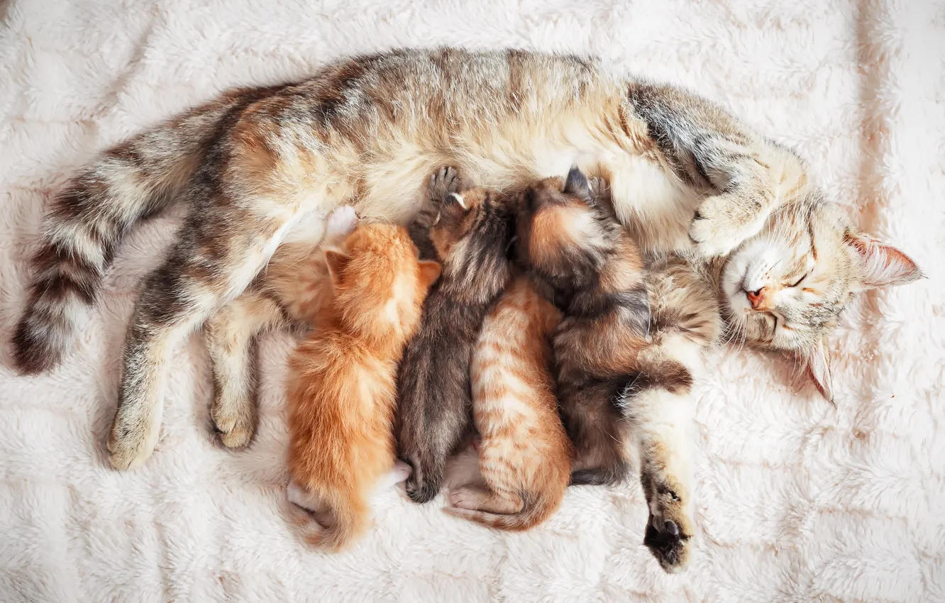 Photo wallpaper cat, kittens, mom, breastfeeding