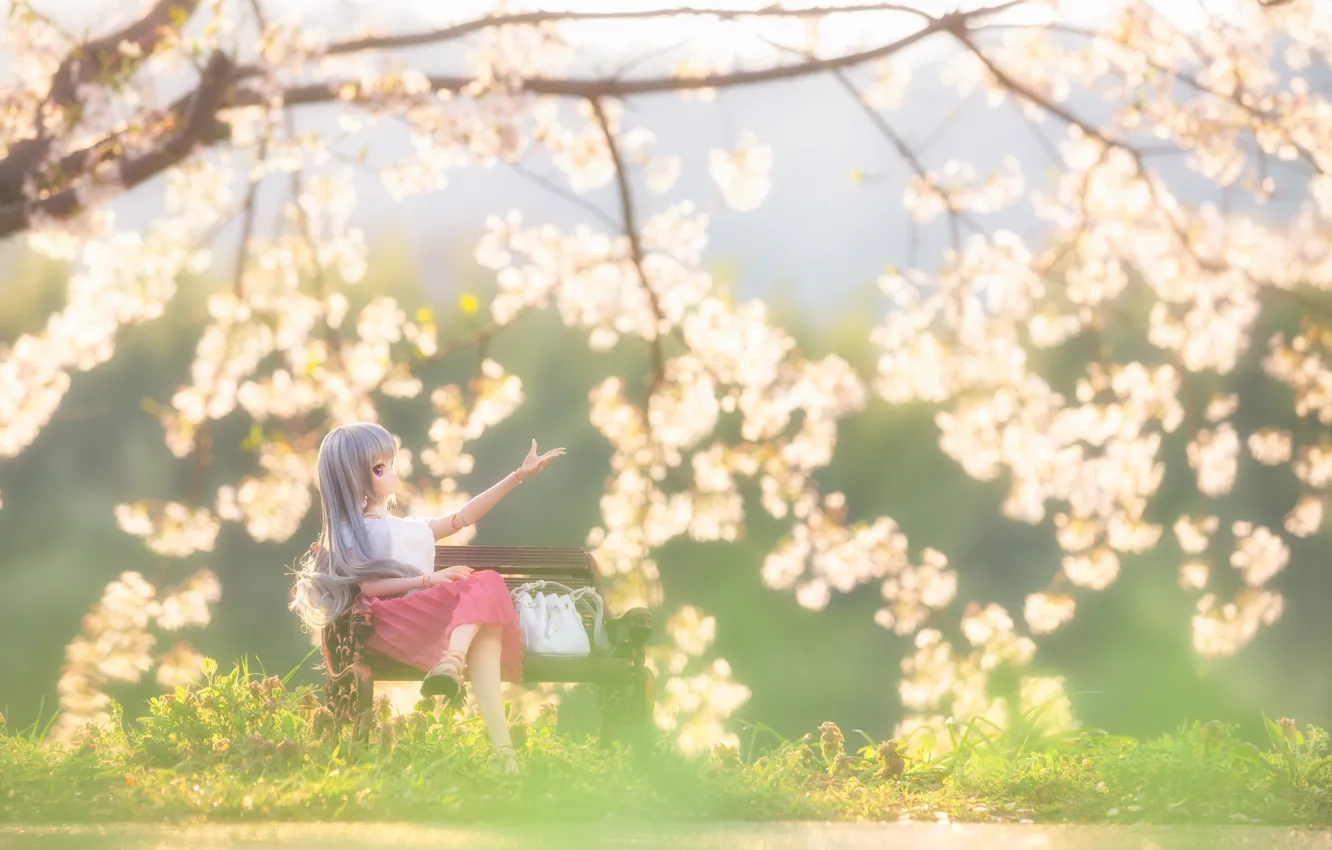 Photo wallpaper trees, bench, doll, Sakura