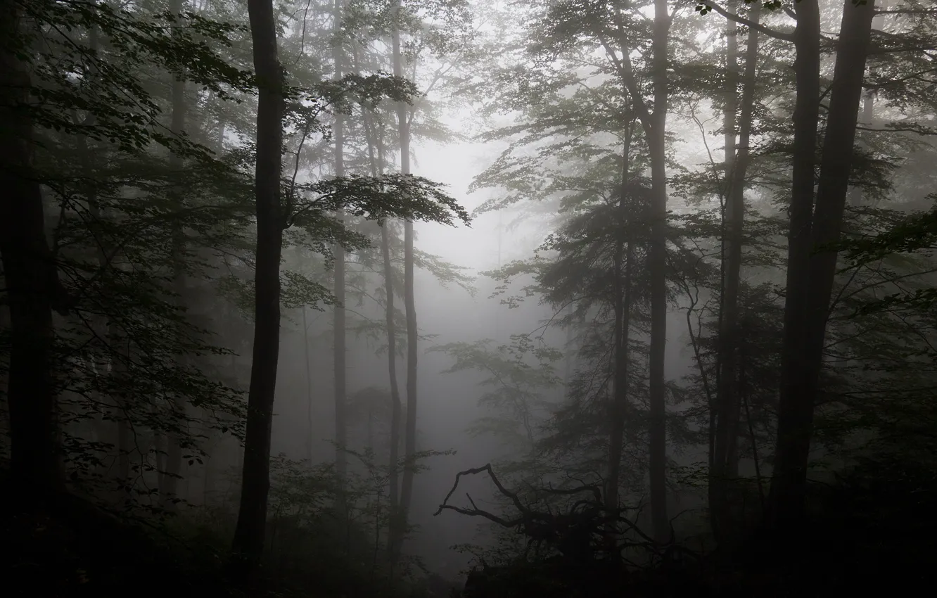 Photo wallpaper forest, trees, fog, silhouettes, driftwood