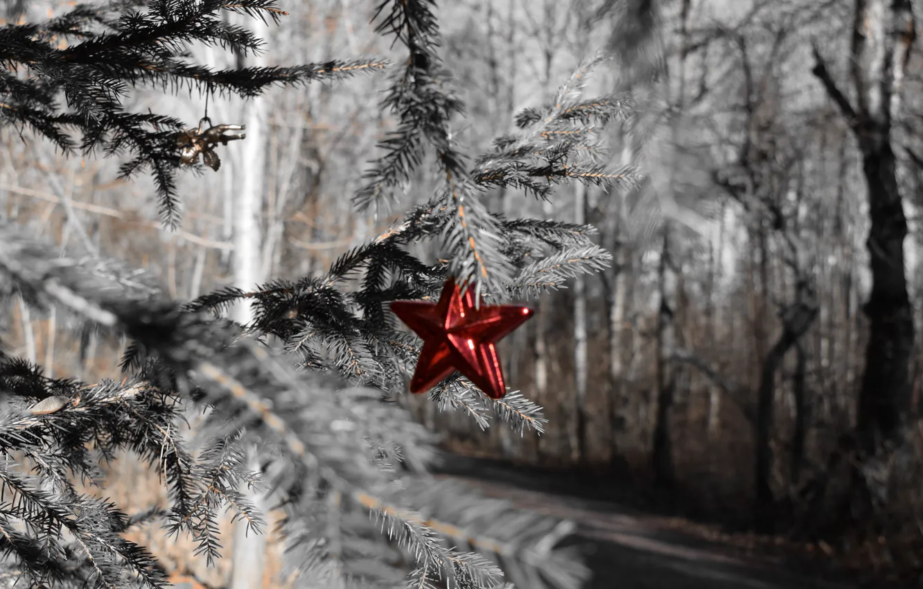 Photo wallpaper forest, holiday, star