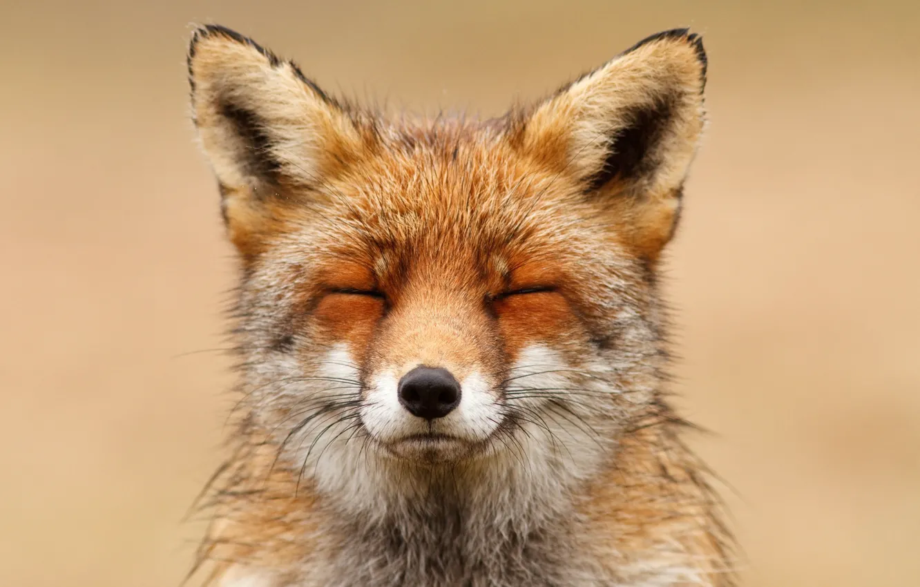 Photo wallpaper background, Fox, sleeping, Fox