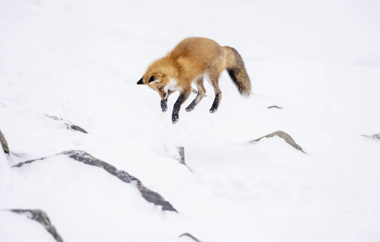Photo wallpaper winter, look, snow, pose, jump, Fox, red, face