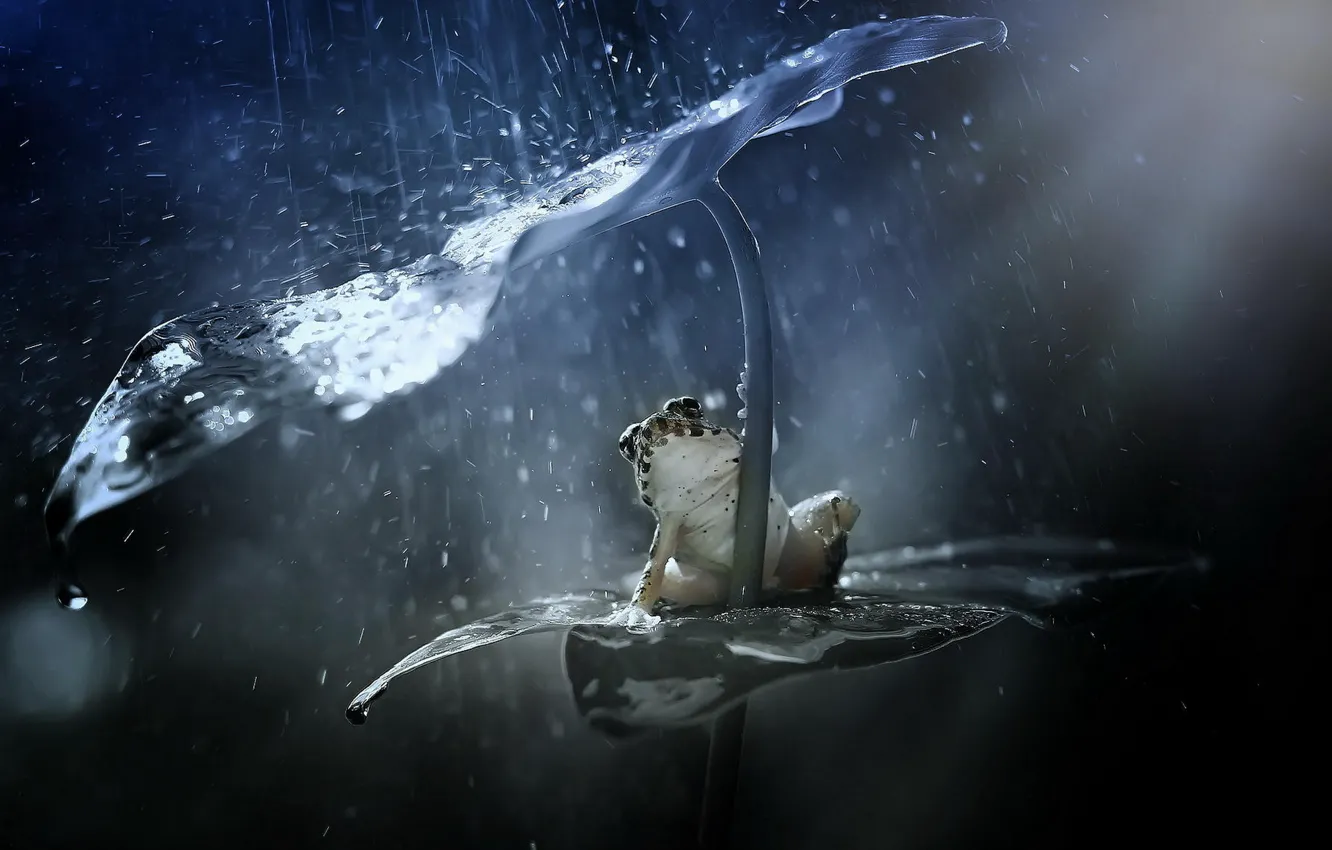 Photo wallpaper squirt, sheet, rain, frog