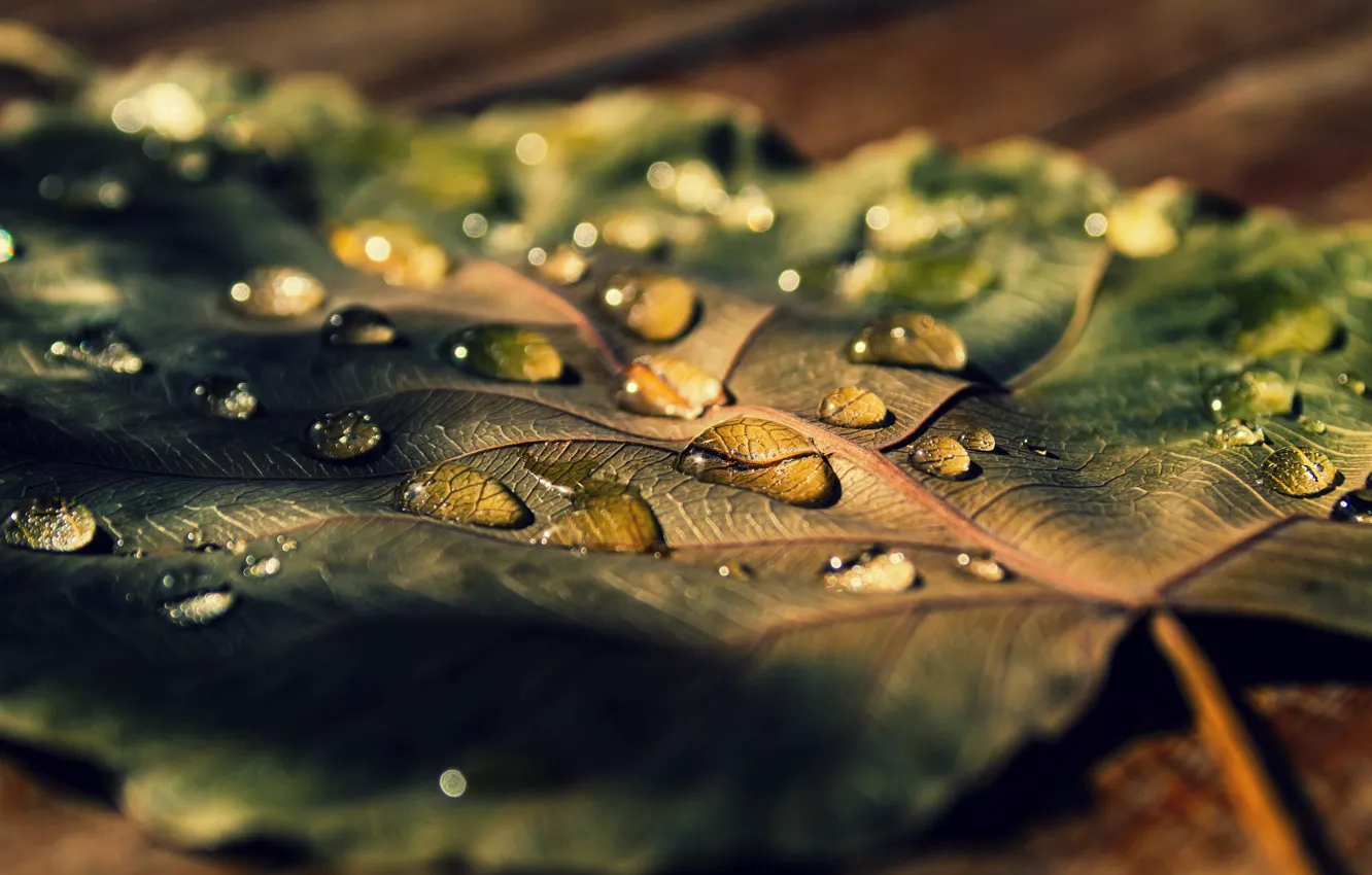Photo wallpaper leaves, water, macro, Rosa, background, widescreen, Wallpaper, drop