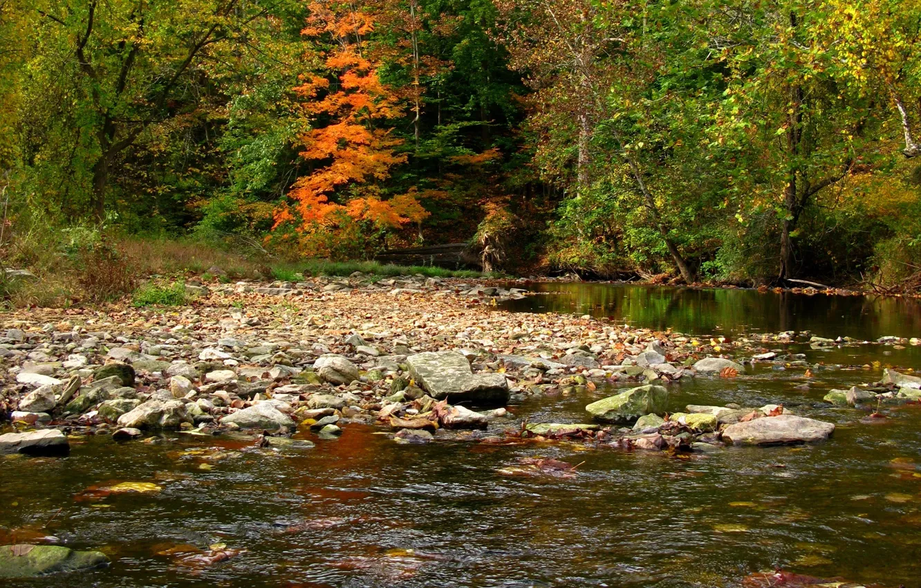 Photo wallpaper autumn, forest, trees, river, forest, river, trees, nature