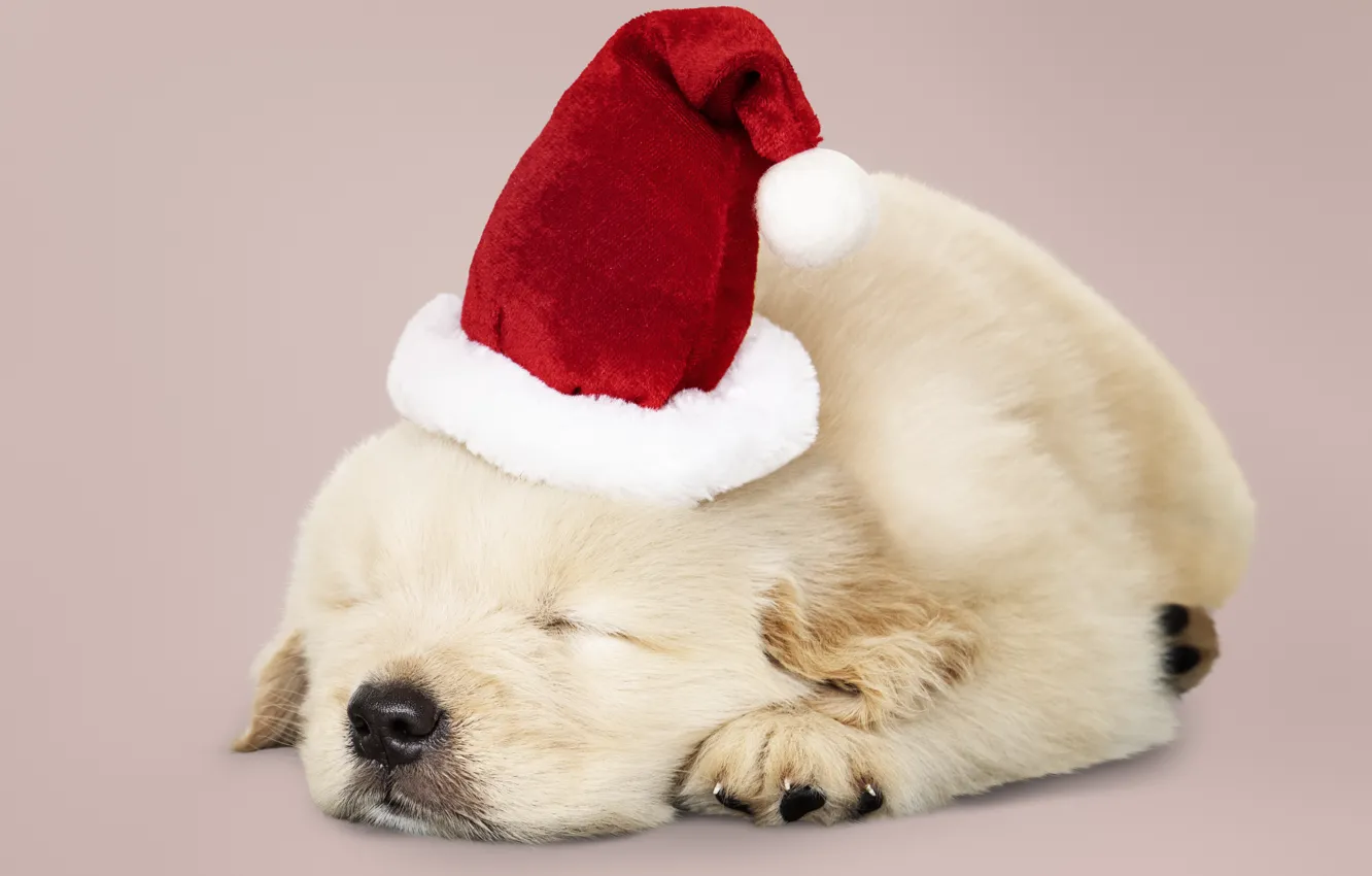 Photo wallpaper dog, New Year, Christmas, puppy, Santa, Labrador, Christmas, puppy