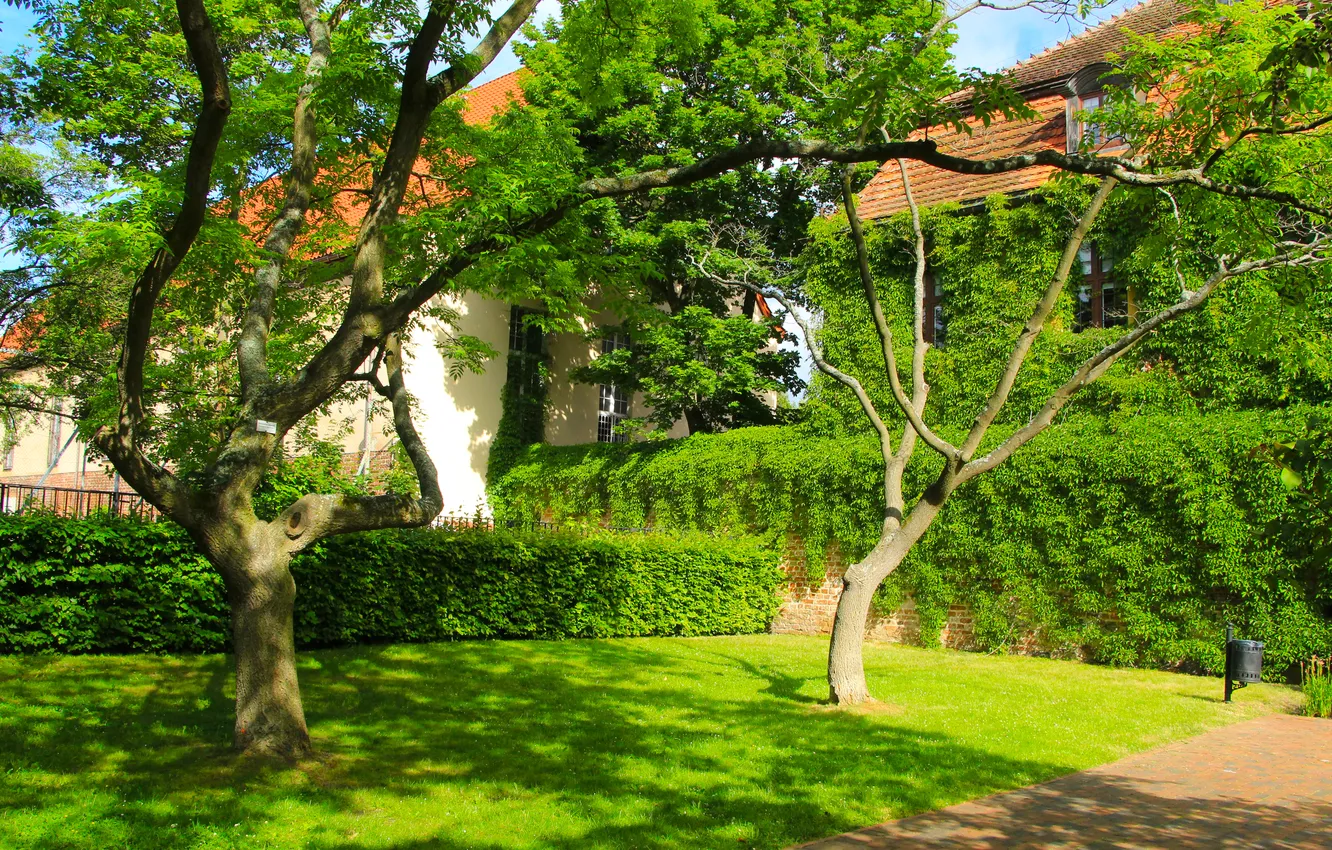 Photo wallpaper trees, park, lawn