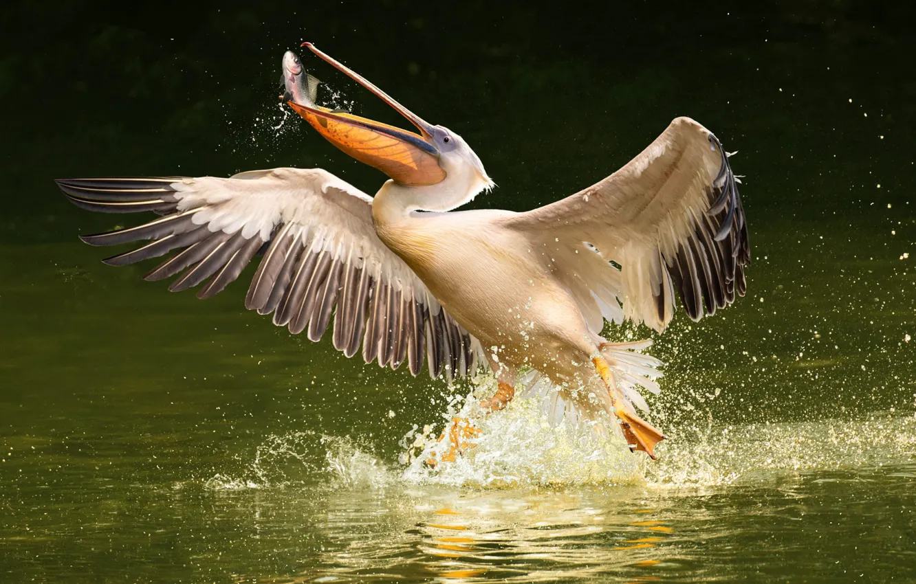 Photo wallpaper bird, fish, Pelican