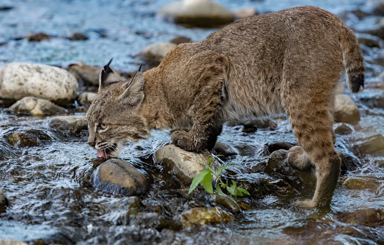 Photo wallpaper water, river, stones, thirst, lynx, wild cat