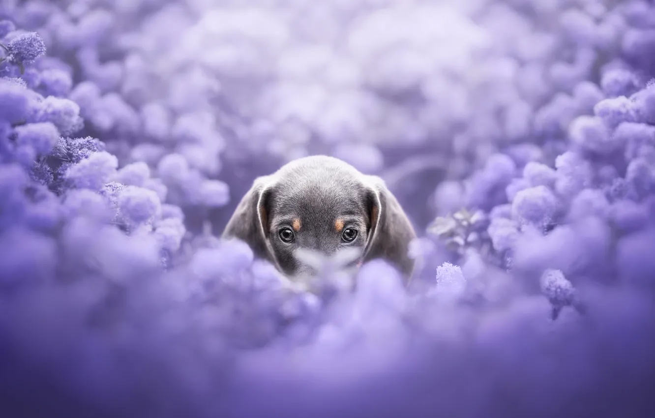 Photo wallpaper flowers, grey, dog, puppy, Dachshund, face, the bushes, lilac