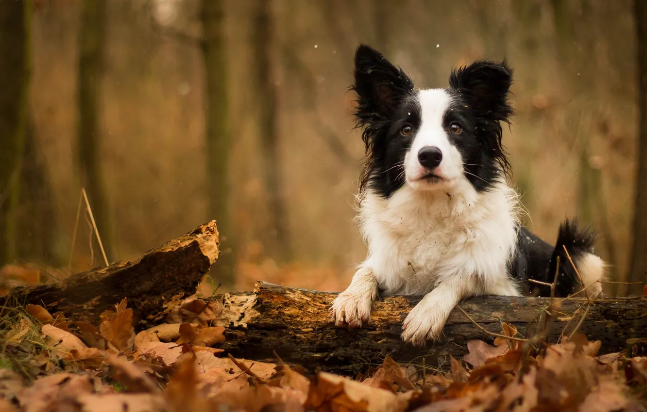 Photo wallpaper autumn, leaves, dog, log