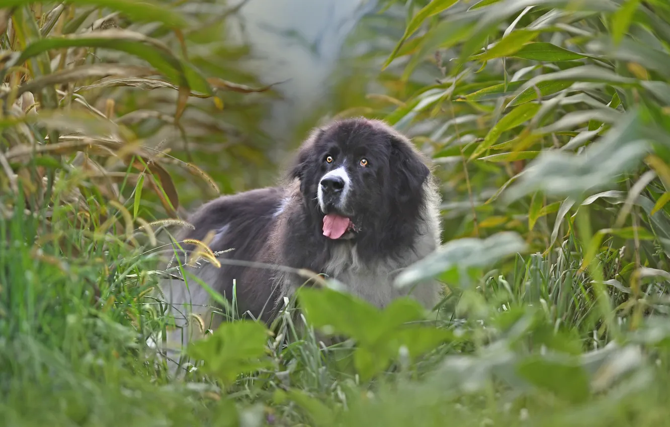 Photo wallpaper field, dog, corn, Landseer