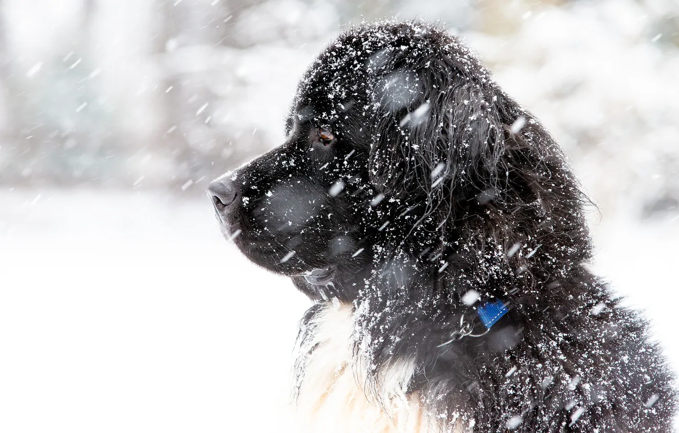 Photo wallpaper winter, snow, dog, Newfoundland
