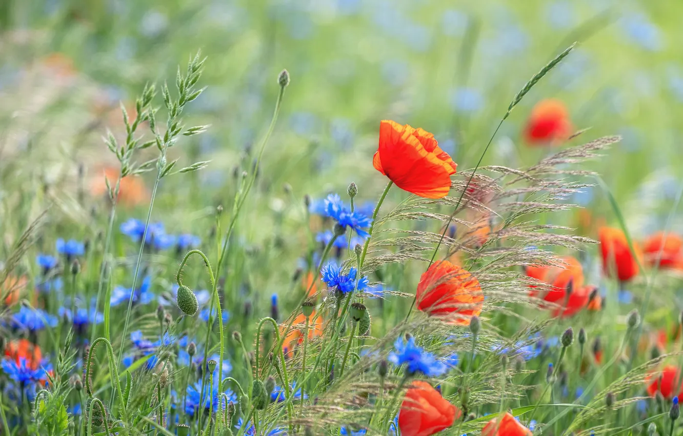 Photo wallpaper summer, flowers, blue, red, Maki, cornflowers, poppy field