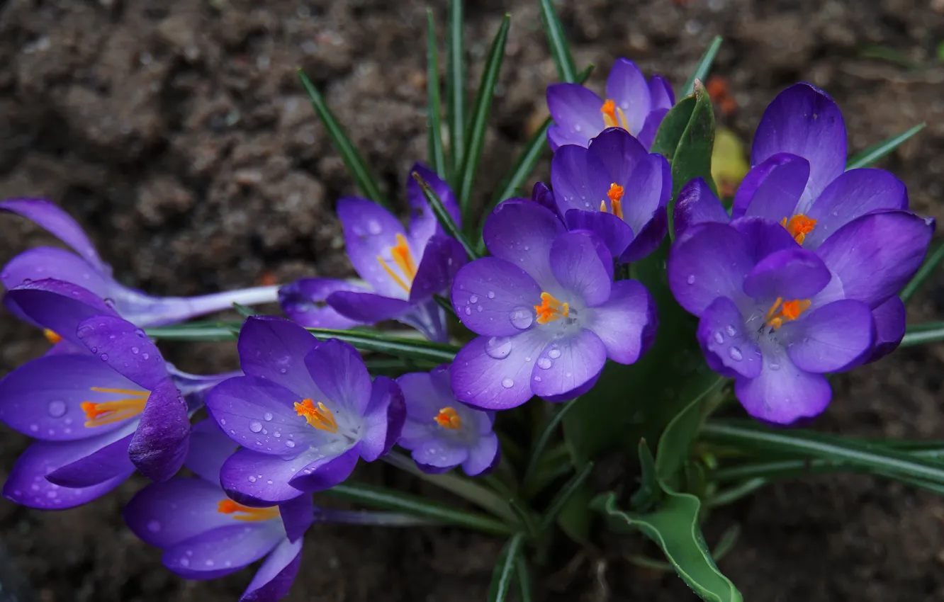 Photo wallpaper leaves, drops, flowers, spring, purple, crocuses, stamens, flowerbed