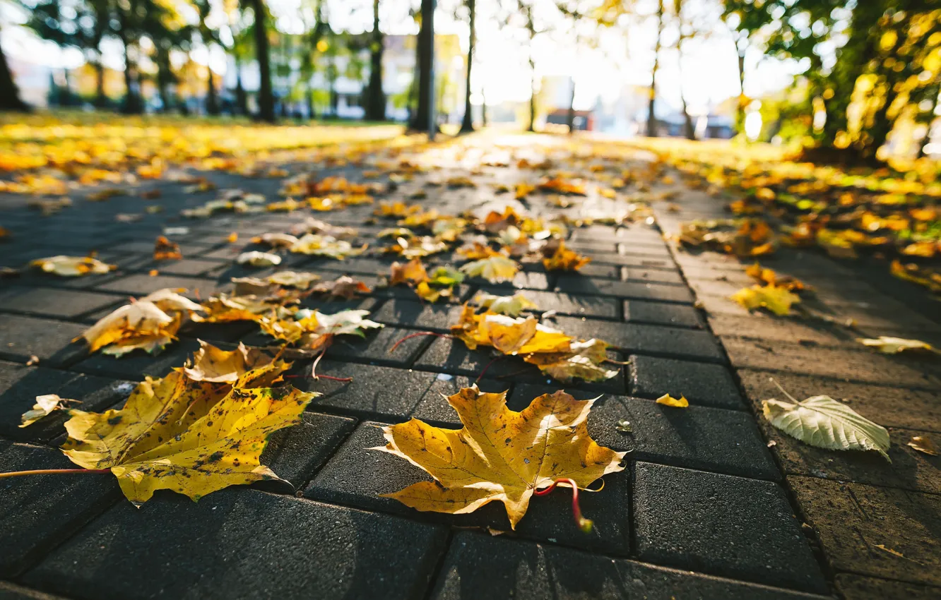 Photo wallpaper autumn, leaves, street