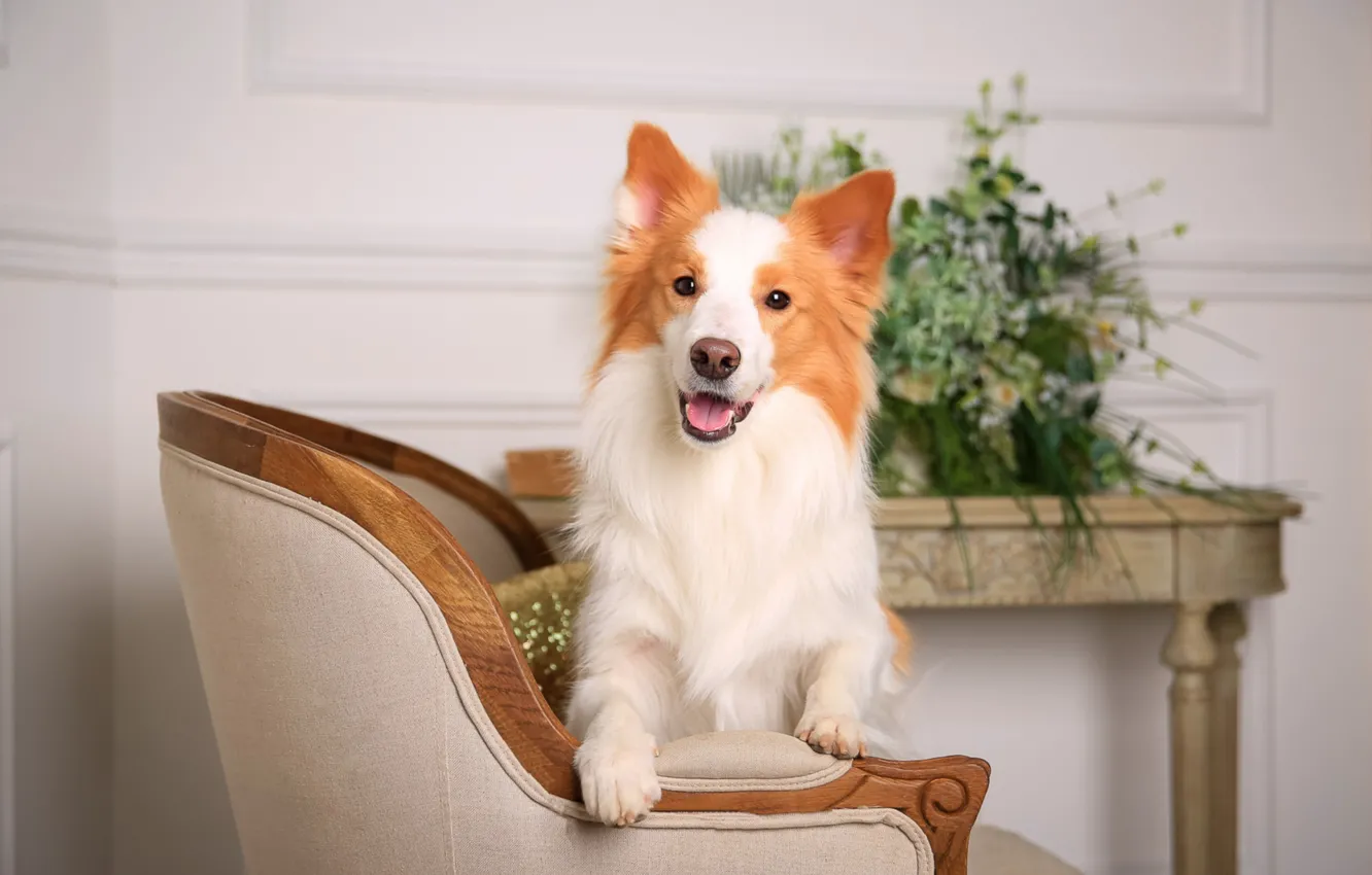 Photo wallpaper chair, muzzle, ears, breed