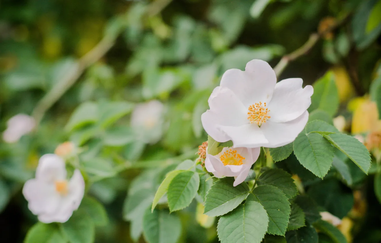 Photo wallpaper white, flowers, the bushes, Jasmine