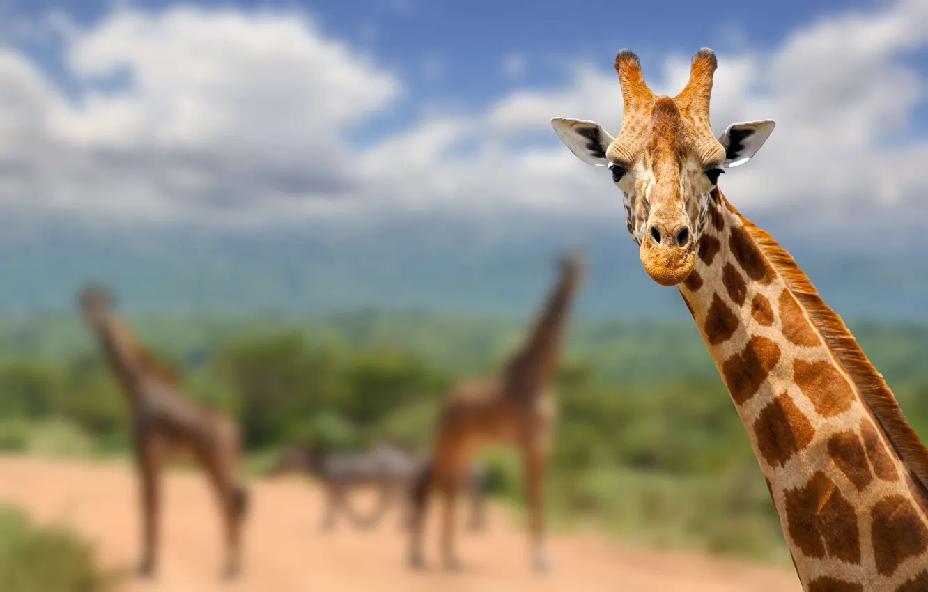 Photo wallpaper face, clouds, giraffe, bokeh