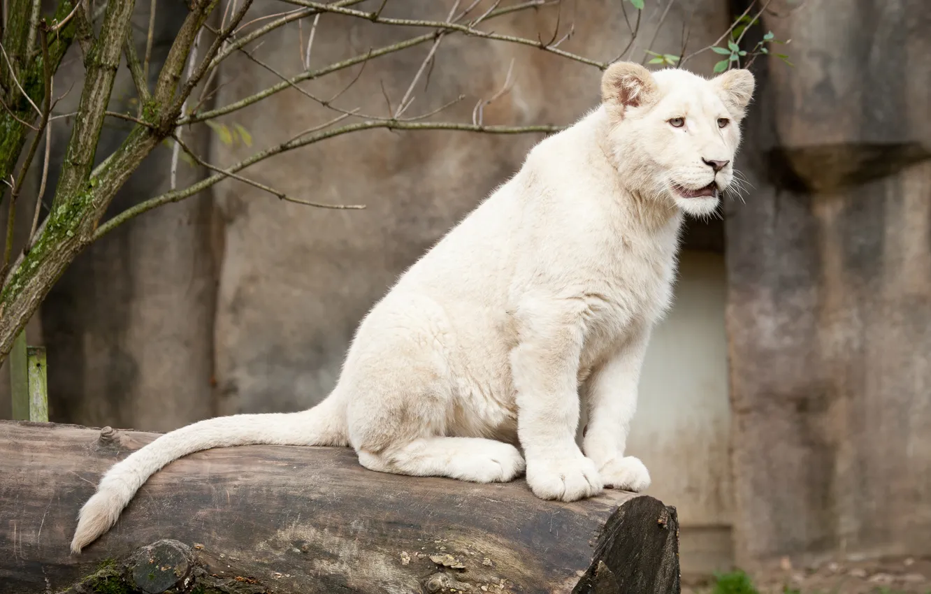 Photo wallpaper cat, look, log, cub, kitty, lion, white lion