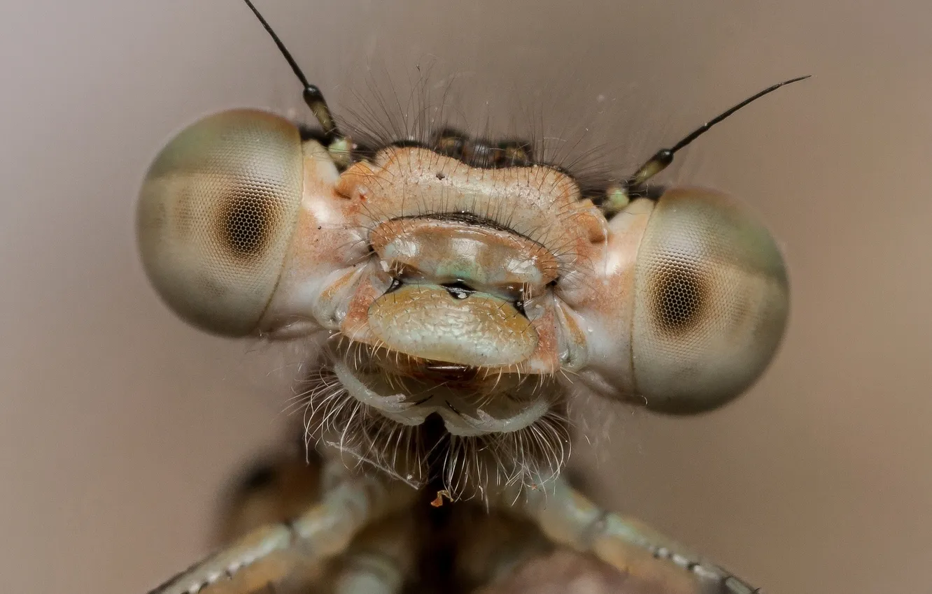 Photo wallpaper macro, nature, Common Blue Damselfly
