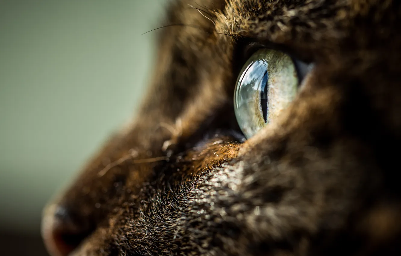 Photo wallpaper cat, eyes, profile
