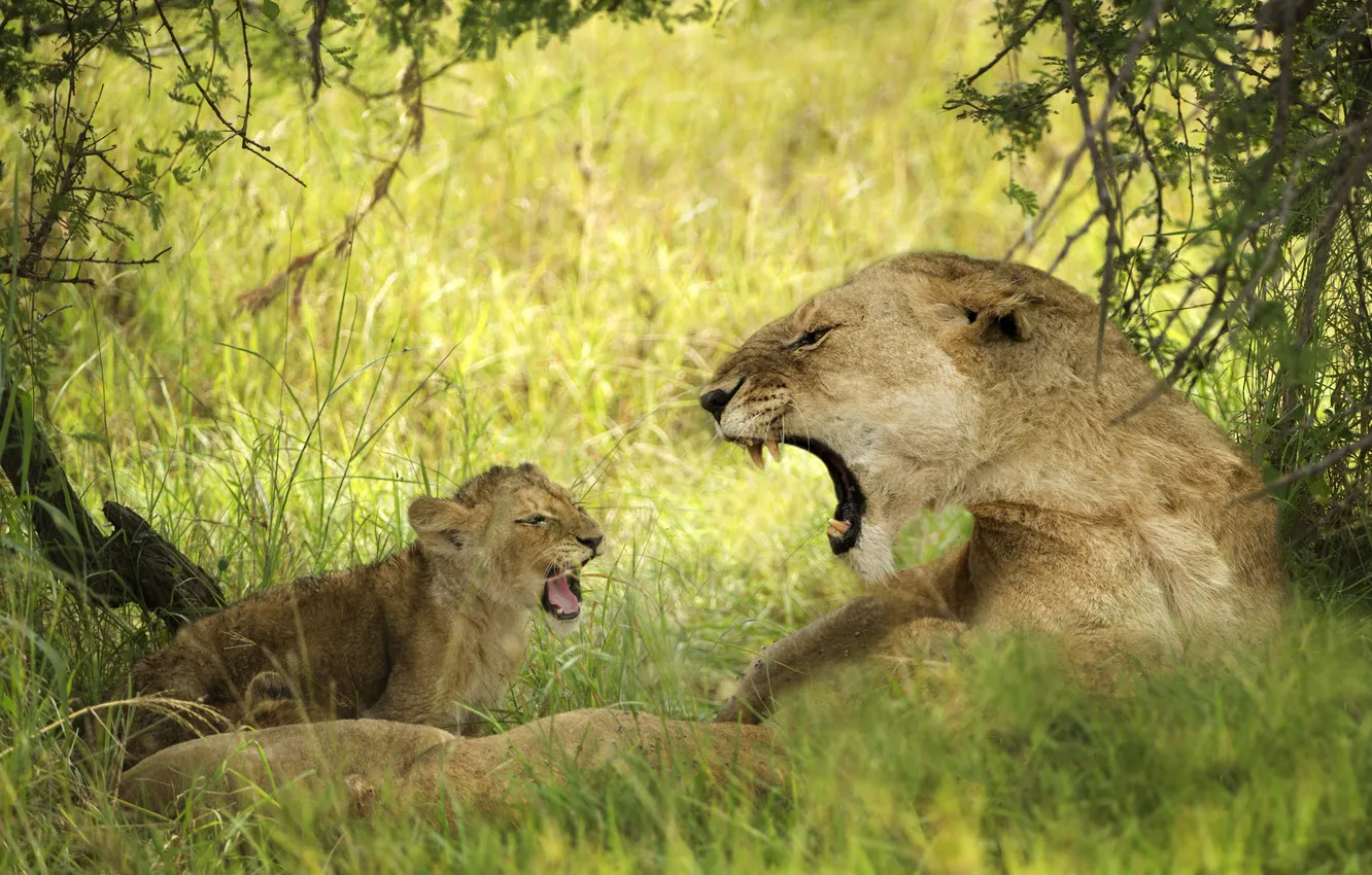 Photo wallpaper cat, grass, cub, kitty, lioness, lion