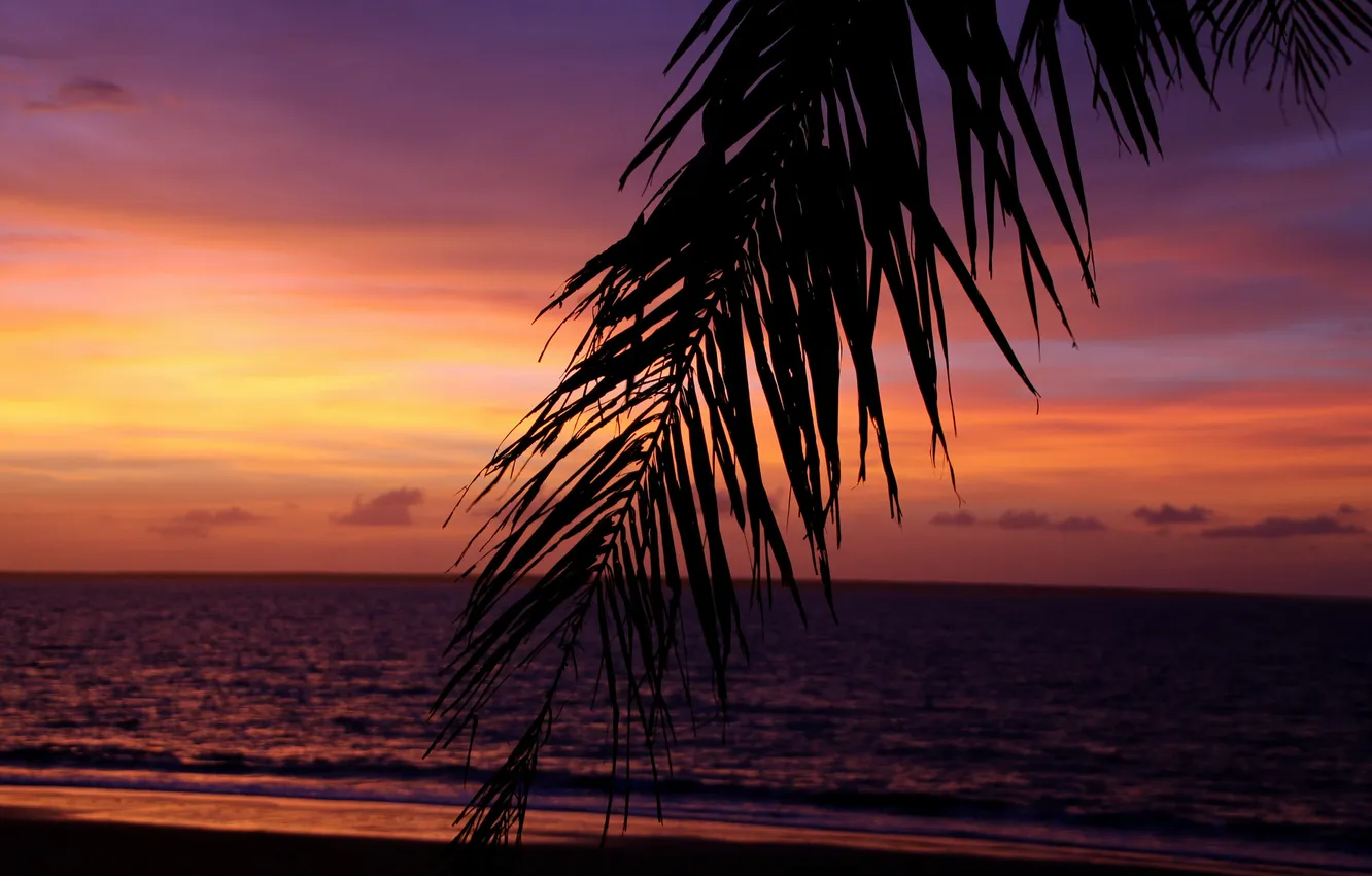 Photo wallpaper sea, the sky, tropics, palm trees, the evening