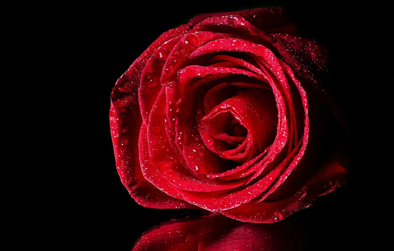 Photo wallpaper water, drops, red, reflection, roses, buds, black background