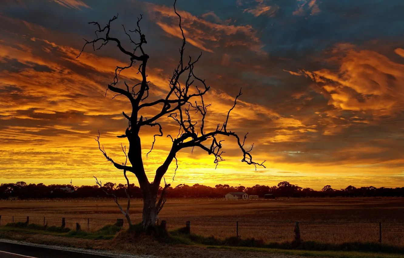 Photo wallpaper road, trees, landscape, sunset